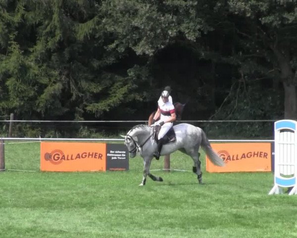 broodmare Calandra (Holsteiner, 2006, from Calato)