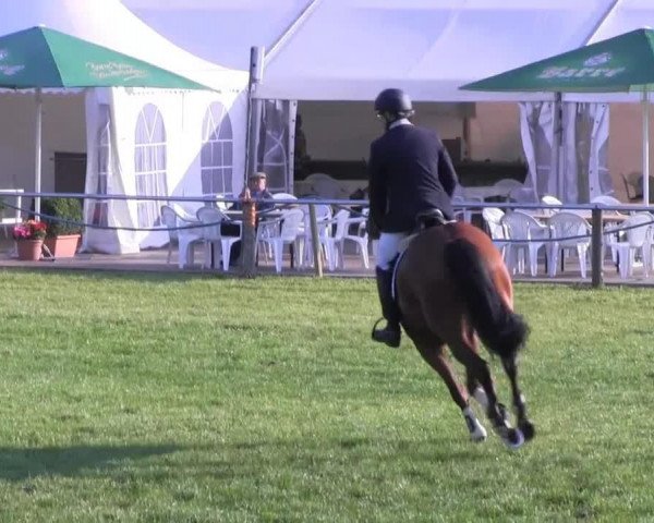 jumper Shaqiri (Hanoverian, 2009, from Stakkato)