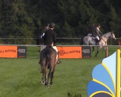 Horse Carzara (Hanoverian, 2009, from Casiro I)