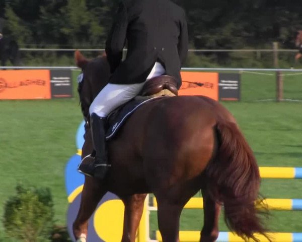 Springpferd As di Louis (Hannoveraner, 2009, von Asti's Amsterdam)