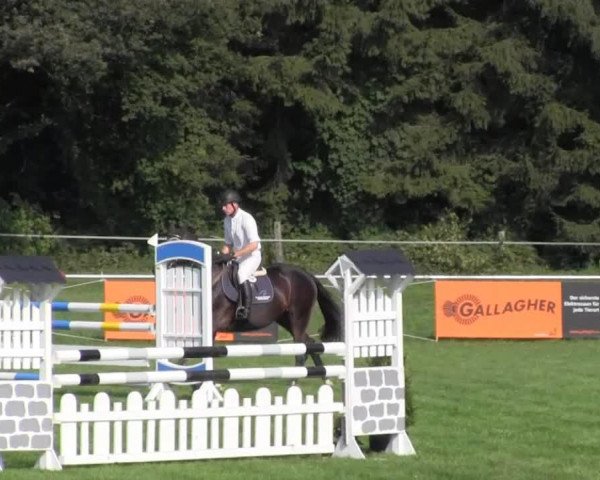 broodmare Berta 64 (Holsteiner, 2009, from Cassus 2)