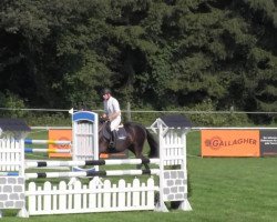 broodmare Berta 64 (Holsteiner, 2009, from Cassus 2)