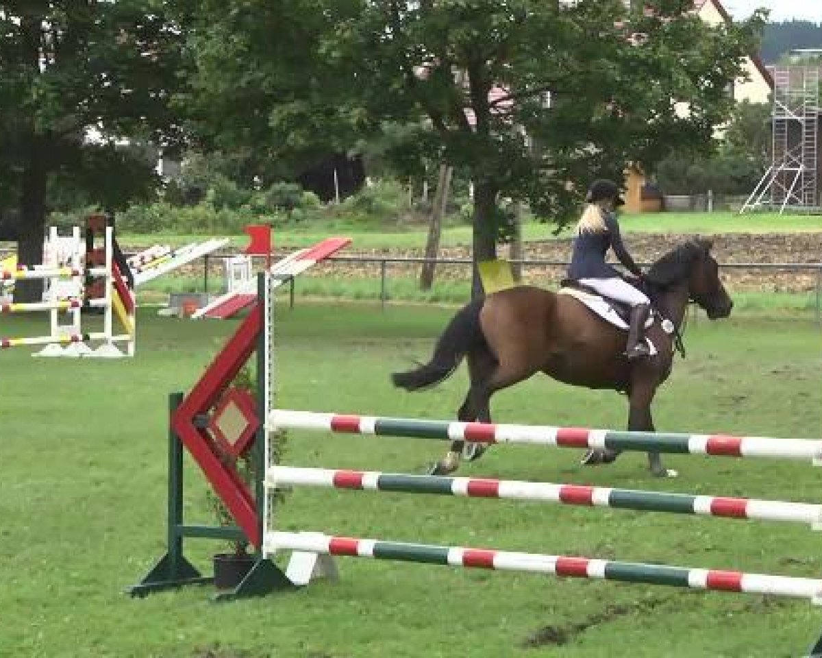 jumper Cindy 991 (KWPN (Royal Dutch Sporthorse), 2007, from Lord Z)