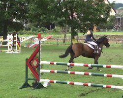 jumper Cindy 991 (KWPN (Royal Dutch Sporthorse), 2007, from Lord Z)