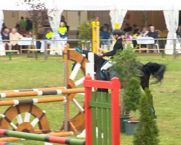 jumper Cedric 35 (German Riding Pony, 2000)