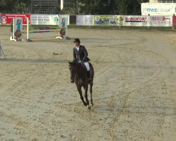 horse Countessa 3 (Hanoverian, 2008, from Count Grannus)