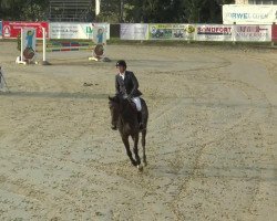 horse Countessa 3 (Hanoverian, 2008, from Count Grannus)