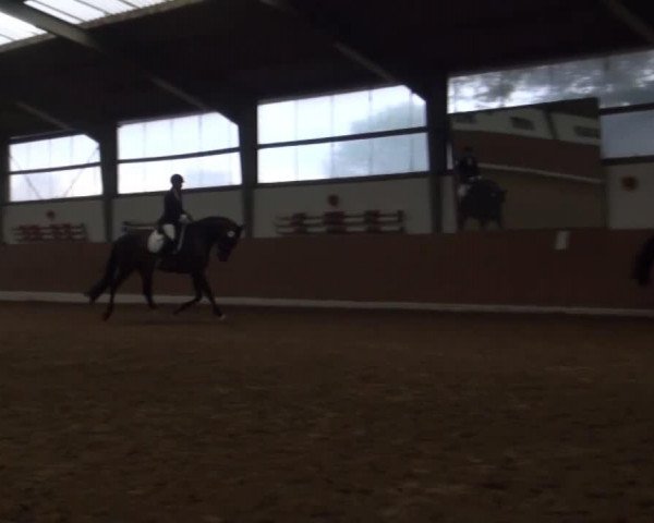 dressage horse Scola Bella (Hanoverian, 2009, from Scolari)
