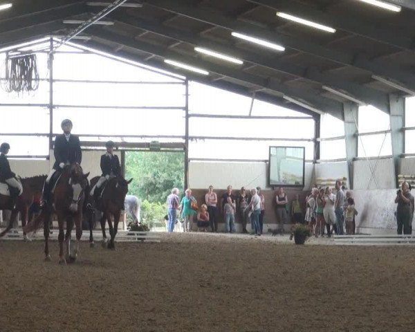 dressage horse Gaditscha (Westphalian, 1997, from Greifswald)