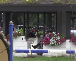jumper Davidson 7 (KWPN (Royal Dutch Sporthorse), 2008, from VDL Harley)