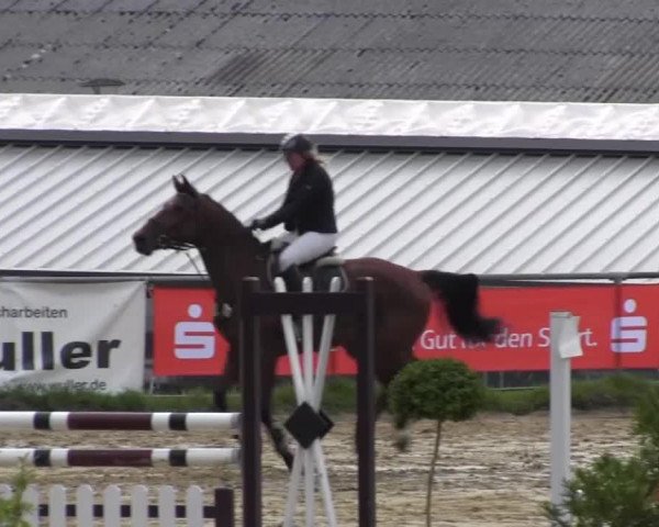 jumper Casharo (Westphalian, 2009, from Carell)
