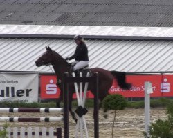 jumper Casharo (Westphalian, 2009, from Carell)