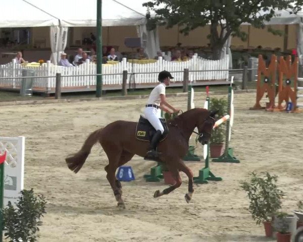 jumper Shawn 4 (Hanoverian, 2008, from Stakkato)