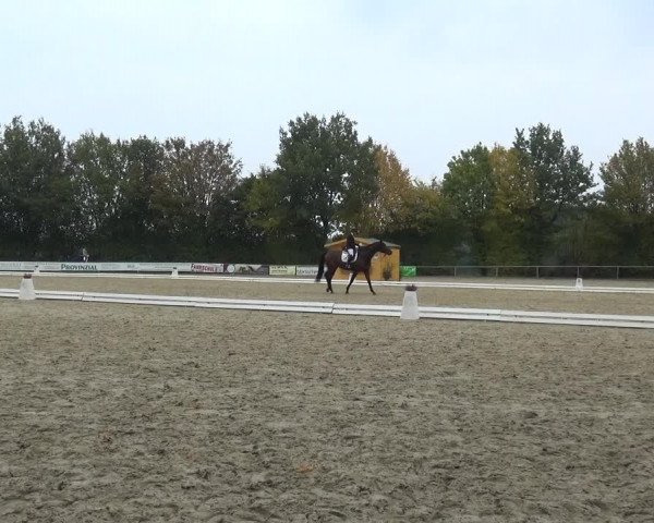Reitturnier Lindlar-Falkenhof 2020