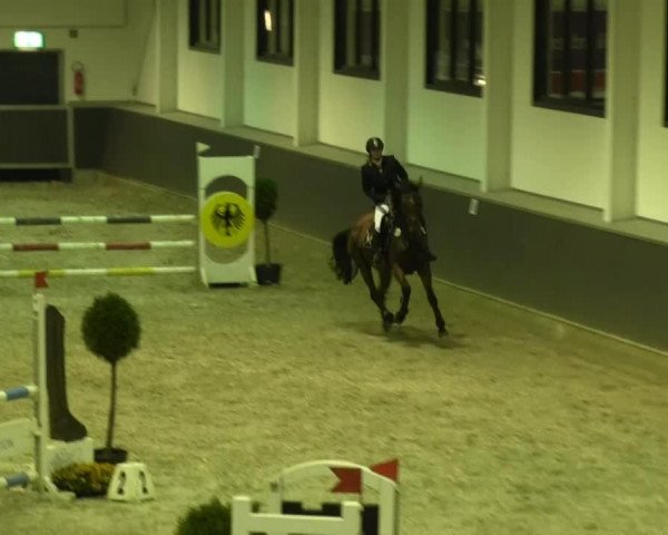 broodmare Contello's Cadeau (Rhinelander, 2008, from Contello) broodmare Contello's Cadeau (Rhinelander, 2008, from Contello)