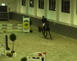 broodmare Contello's Cadeau (Rhinelander, 2008, from Contello)