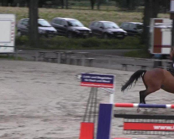 jumper Checker 30 (Westphalian, 2007, from Calimbo)