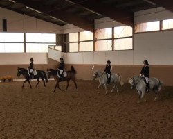horse Consantin (unknown, 2003)