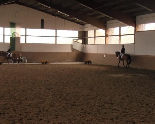 Horse Rudi 268 (unknown, 1999)