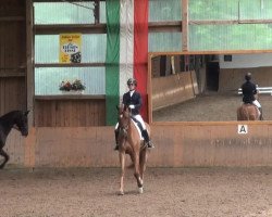 dressage horse Belrio (Westphalian, 2009, from Belissimo NRW)