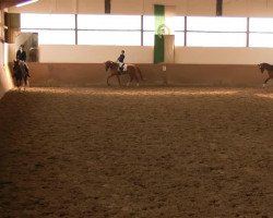 dressage horse Bugatti-Veyron B (Westphalian, 2009, from Belissimo NRW)