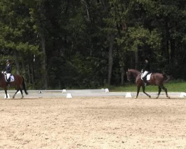 dressage horse Floriano V (Westphalian, 2009, from Florubin)