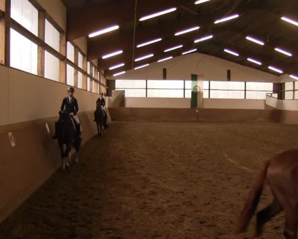 dressage horse Real Bolero (Westphalian, 2010, from Real Diamond)