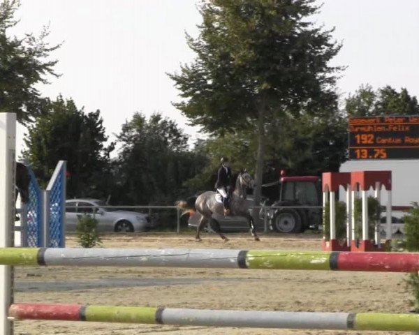Springpferd Cantus Royal (Holsteiner, 2008, von Canturo)