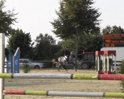 jumper Cantus Royal (Holsteiner, 2008, from Canturo)