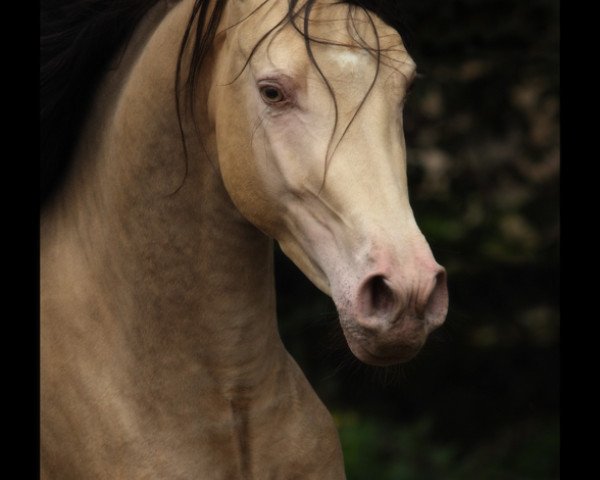 Deckhengst Khaffee Kharamel GF (Arabisches Halbblut / Partbred, 2009, von Kharamel GF)