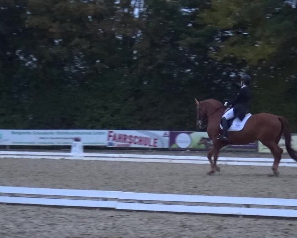 Reitturnier Lindlar-Falkenhof 2020