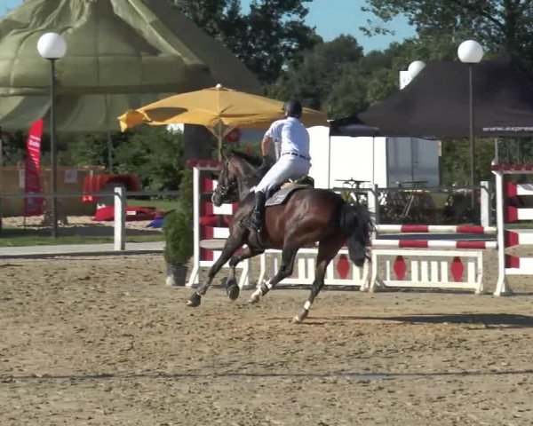 jumper Emely HS (Hanoverian, 2009, from Embassy III)