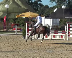 jumper Emely HS (Hanoverian, 2009, from Embassy III)