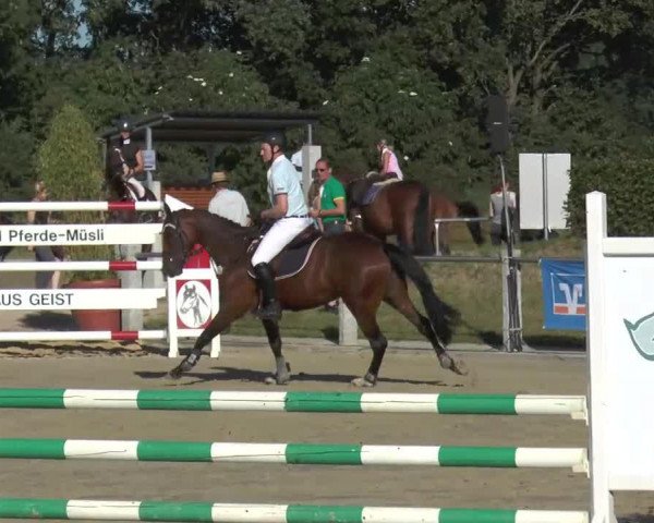 jumper Cate 9 (Westphalian, 2009, from Christiano)