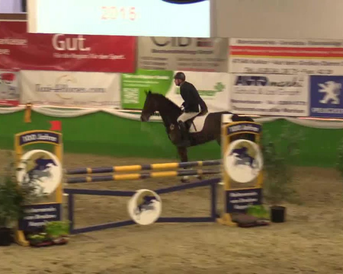 jumper Check it out 4 (Westphalian, 2009, from Cayetano L)