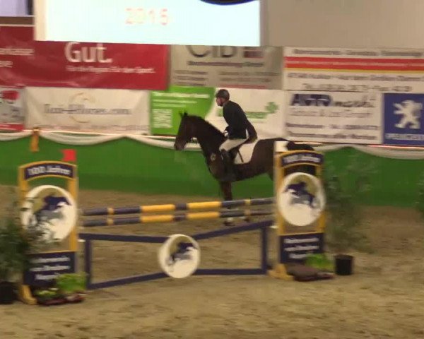 jumper Check it out 4 (Westphalian, 2009, from Cayetano L)