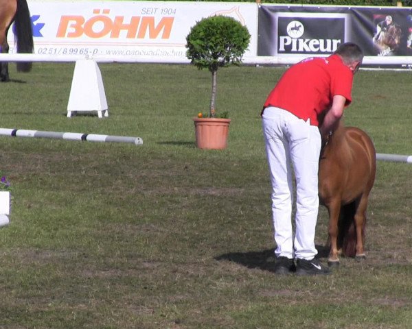 broodmare Dolce Vita aus dem Veischedetal (Shetland pony (under 87 cm), 2010, from Olympus)