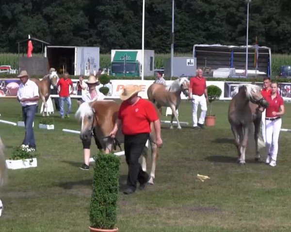 horse Anny (Haflinger, 2010, from Augartner)