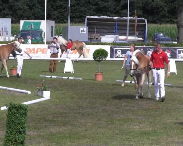horse Wally (Haflinger, 2010, from Wunderknabe)