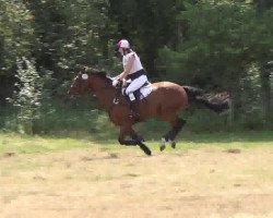 jumper Sir Schelly (Oldenburg, 2007, from Stedinger)