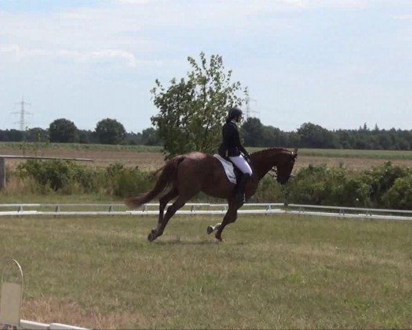horse Ziggy Marley M2S (KWPN (Royal Dutch Sporthorse), 2003, from Roven xx)