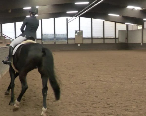 Reitturnier Heilbronn 2020