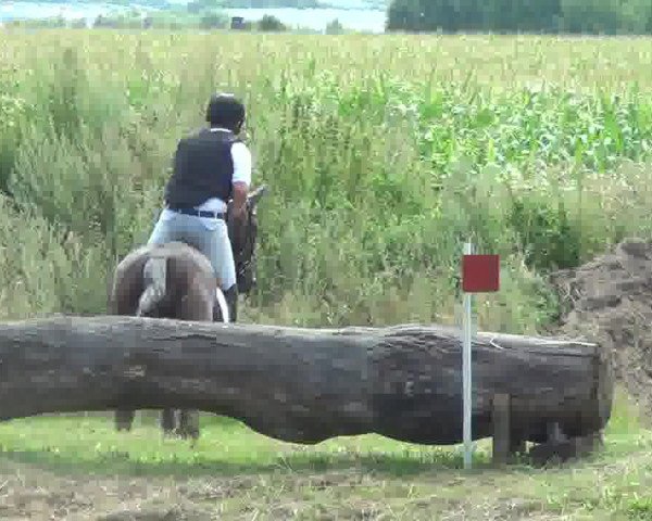 eventing horse Dark Diamond 48 (Oldenburg, 2008, from Licotus)