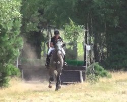 Springpferd Loucius 2 (Holsteiner, 2008, von Lou Bega)