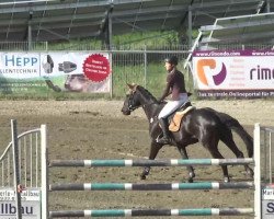 broodmare Ayla 75 (Oldenburg, 2006, from Amman)