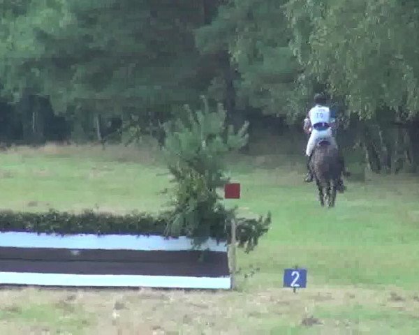 jumper Layenta (Hanoverian, 2007, from Locksley II)