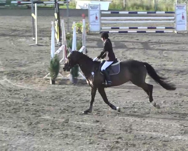 Springpferd Matador 214 (Hannoveraner, 2003, von Metternich)