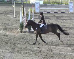 Springpferd Matador 214 (Hannoveraner, 2003, von Metternich)