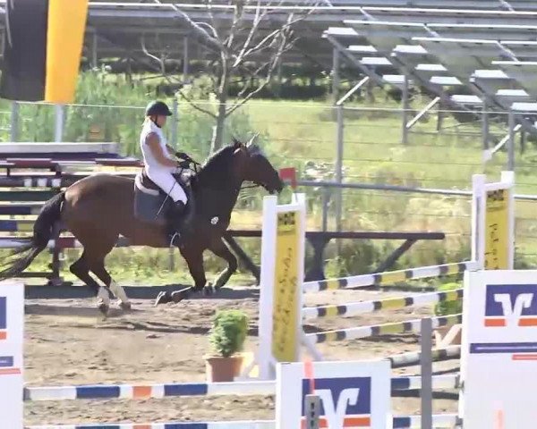 jumper Prody 2 (Czech Warmblood, 2006, from Porter)