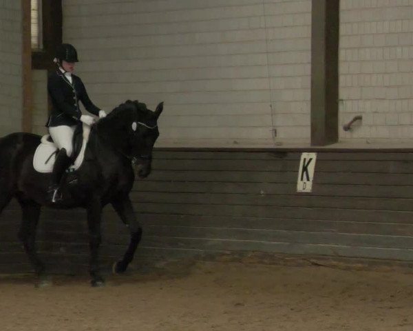 Reitturnier Heilbronn 2020